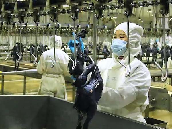 乌鸡系列